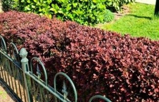 Afbeelding Rode Berberis - Berberis thunbergii 'Atropurpurea'