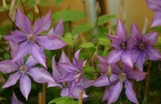 Afbeelding Bosrank 'Dorothy Walton' - Clematis 'Dorothy Walton'