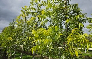 Afbeelding Pecannoot 'Western Schley' - Carya illinoinensis  'Western Schley'