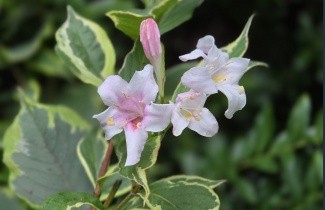 Afbeelding Weigela 'Nana Variegata' - Weigela florida 'Nana Variegata'