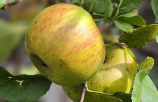 Afbeelding Appel "Topaz" - Malus domestica 'Topaz'