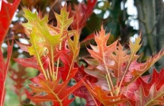 Afbeelding Moeraseik - Quercus palustris 'Green Pillar'