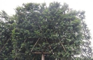Afbeelding Taxus baccata - Taxus baccata