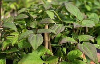 Afbeelding Bosrank 'Pink Perfection' - Clematis montana 'Pink Perfection'