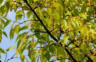 Afbeelding Slangenhuidesdoorn 'capillipes' - Acer capillipes