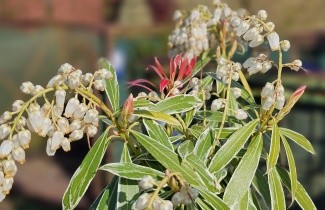 Afbeelding Pieris 'Flaming Silver' - Pieris 'Flaming Silver'