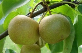 Afbeelding Nashi Peer "Niitaka" - Pyrus pyrifolia 'Niitaka'