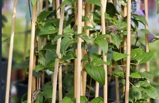Afbeelding Bosrank 'Margaret Hunt' - Clematis 'Margaret Hunt'
