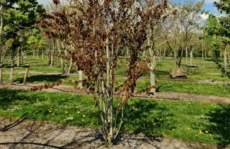Afbeelding Katsuraboom - Cercidiphyllum japonicum