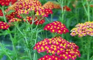 Afbeelding Duizendblad rood - Achillea millefolium 'Paprika'