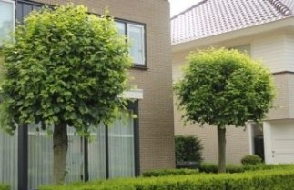 Afbeelding Bolvormige linde - Tilia cordata 'Green Globe'