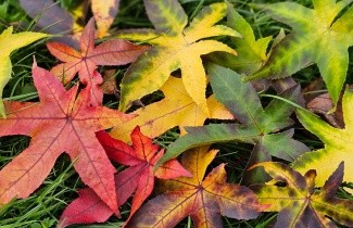 Afbeelding Amberboom 'Palo Alto' - Liquidambar styraciflua 'Palo Alto'