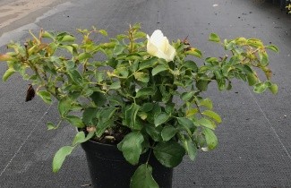 Afbeelding Heesterroos 'White Meidiland' - Rosa (H) White Meidiland