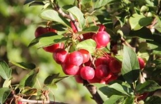 Afbeelding Sierappel 'Red Sentinel'  - Malus 'Red Sentinel'