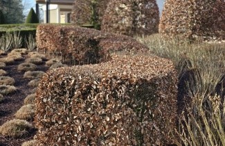 Afbeelding Groene Beuken voor hagen - Fagus sylvatica