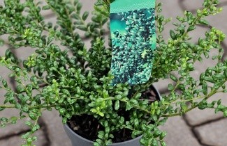 Afbeelding Japanse hulst - Ilex crenata 'Convexa'