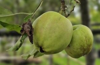 Afbeelding Appel 'Golden Delicious' - Malus domestica 'Golden Delicious'
