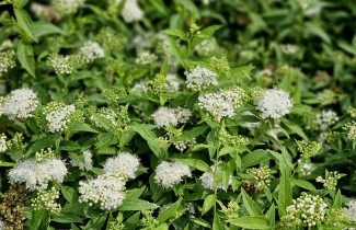 Afbeelding Japanse spierstruik 'Albiflora' - Spiraea japonica 'Albiflora'