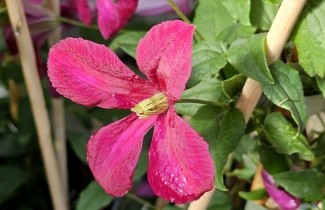 Afbeelding Bosrank 'Madame Jules Correvon' - Clematis 'Madame Jules Correvon'