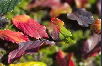 Afbeelding Perzisch IJzerhout - Parrotia persica
