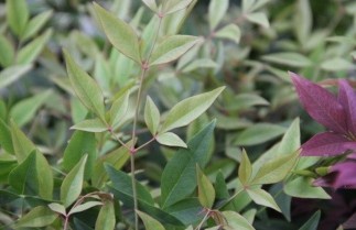 Afbeelding Hemelse bamboe 'Magical Sunrise' - Nandina domestica 'Magical Sunrise'