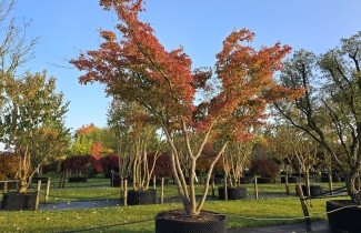 Afbeelding Japanse Esdoorn - Acer palmatum