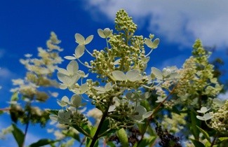 Afbeelding Pluimhortensia 'Kyushu' - Hydrangea paniculata 'Kyushu'