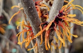Afbeelding Toverhazelaar - Hamamelis x intermedia 'Jelena'