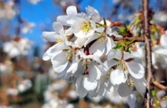 Afbeelding Yoshinokers - Prunus x yedoensis 'Ivensii'