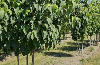 Afbeelding Vaantjesboom 'Vilmoriniana' - Davidia involucrata var. vilmoriniana