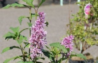 Afbeelding Sering 'Royalty' - Syringa prestoniae 'Royalty'