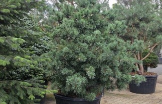 Afbeelding Dwergden 'Schoon's Bonsai' - Pinus parviflora 'Schoon's Bonsai'