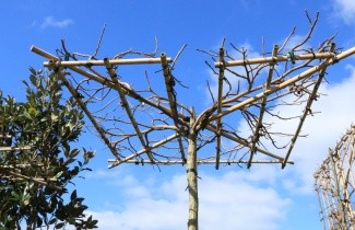 Afbeelding Amberboom - Liquidambar styraciflua