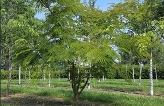Afbeelding Perzische Slaapboom - Albizia julibrissin 'Rosea'
