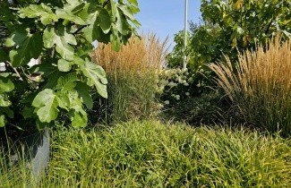 Afbeelding Japanse zegge 'Irish Green' - Carex morrowii 'Irisch Green'