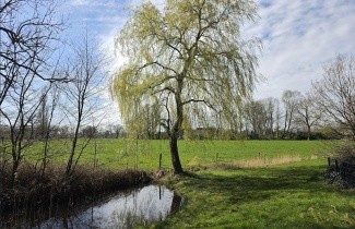 Afbeelding Treurwilg - Salix sepulcralis 'Chrysocoma'