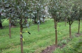 Afbeelding Appel 'Santana'  - Malus domestica 'Santana'