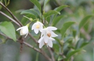 Afbeelding Storaxboom  'June Snow' - Styrax japonicus 'June Snow'