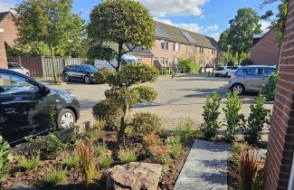 Afbeelding Haagbeuk, tuinbonsai - Carpinus betulus