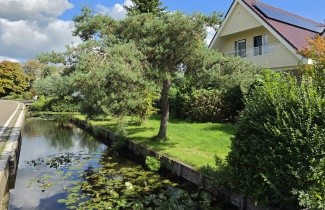 Afbeelding Grove den - Pinus sylvestris