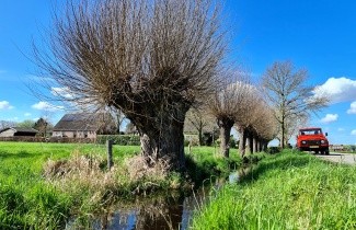 Afbeelding Knotwilg - Salix alba