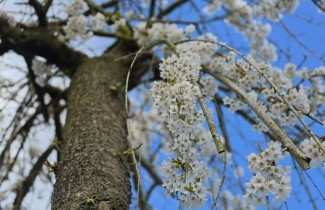Afbeelding Treur sierkers - Prunus subhirtella 'Pendula'