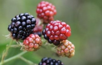 Afbeelding Doornloze braam 'Chester Thornless' - Rubus fruticosus 'Chester Thornless'