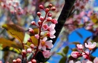 Afbeelding Europese Vogelkers 'Watereri' - Prunus padus 'Watereri'