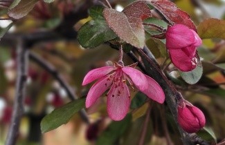 Afbeelding Sierappel 'Freja' - Malus toringo 'Freja'