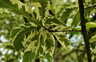 Afbeelding Tamme Kastanje 'Variegata' - Castanea sativa 'Variegata'