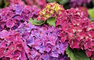 Afbeelding Hortensia Forever & Ever Purple - Hydrangea Forever & Ever Purple