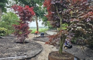 Afbeelding Japanse Esdoorn 'Bloodgood' - Acer palmatum 'Bloodgood'