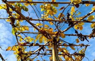 Afbeelding Perzisch IJzerhout - Parrotia persica