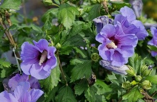 Afbeelding Altheastruik 'Oiseau Bleu' - Hibiscus syriacus 'Oiseau Bleu'